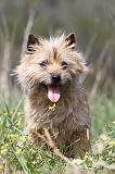 CAIRN TERRIER 201